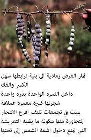 طب الأبدان علم تطبيب الأبدان علم الطب ما هي فوائد فائدة عشبة القرض للشعر و للاسنان وللمتزوجات وما هي اضراره ومن فوائدة أيضا منقول من cnn العربية للفائدة مع تحياتي نباتالسنط