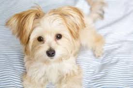 We did not find results for: List Of Small Fluffy Dog Breeds Lovetoknow