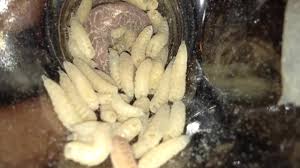 BIZARRE: Maggots enter foreskin and peehole 3 
