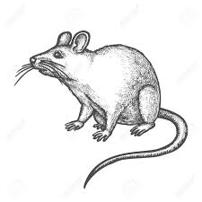 Lessons learnt from researching war on drugs & rat park. Mouse Vector Sketch Hand Drawn Illustration Of Funny Rat Rodent Royalty Free Cliparts Vectors And Stock Illustration Image 139953951
