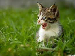 Banyak juga anak kucing anggora, persia, himalaya, dan lainnya. Anak Kucing Lucu Unduhan Wallpaper Hd