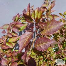 This small tree signals the start of spring as it bursts into life at the end of winter with the bright flowers staying impressive until. Buy Prunus Incisa Kojo No Mai Fuji Cherry In The Uk