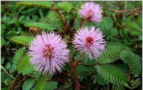 Mulai dari gambar sketsa pemandangan, gambar sketsa wajah, gambar sketsa bunga. 40 Koleski Terbaik Sketsa Gambar Bunga Putri Malu Asiabateav