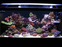 Change the layout, make improvements and watch it for a couple of more days. Aquascape Eye Candy 11 Examples For Inspiration Marine Depot Blog