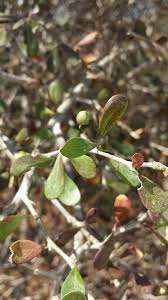 Image result for Terminalia boivinii