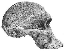 Comparison Of All Skulls