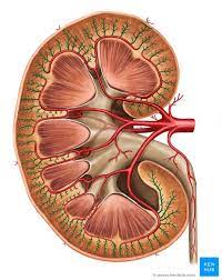 Anatomy oxygenated blood pumped by the heart passes through the aorta on its way to the kidneys. Kidney Blood Supply Innervation And Lymphatics Kenhub