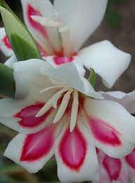 Gladiolus Nanus Prince Claus Attracts Ruby Throated Hummingbirds Plant With Dahlia Which Attracts Butterf In 2020 Lily Flower Seeds Amazing Flowers Beautiful Flowers