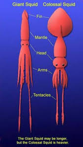 Thought to be the largest or second largest living invertebrate. The Colossal Squid Giant Squid Colossal Squid Squid