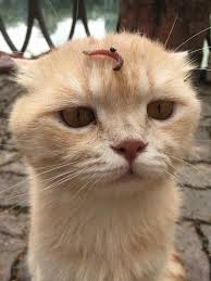 Káº¿t quáº£ hÃ¬nh áº£nh cho dog1501