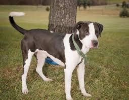 Black And White Hound Mix Dog Adopt Tucker On Petfinder Dog Adoption Pet Adoption Hound Breeds