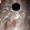 Once your cat begins active labor, try to leave her undisturbed. Https Encrypted Tbn0 Gstatic Com Images Q Tbn And9gcs89msgin2lvgogu61tpbwo0bfocl1xii56gxcaasvqf 2t1mw7 Usqp Cau