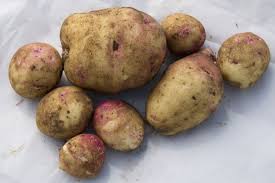 Image result for Solanum tuberosum