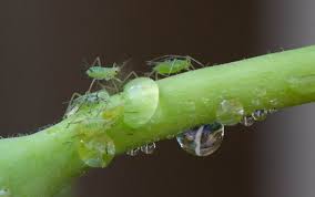 how to get rid of ghost ants ants.com