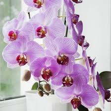 We did not find results for: 25 Easy Houseplants Easy To Care For Indoor Plants