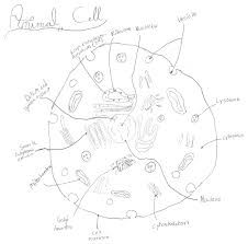 This activity has been designed for use in homes and schools. File Animal Cell Diagram Png Wikimedia Commons