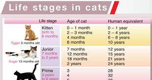 As The Companion Who Cares For Your Cat Every Day There S Much You Can Do To Keep Your Cat Healthy And Happy Throughout Their Life Life Stages Cat Ages Cats