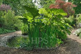 Image result for Gunnera perpensa