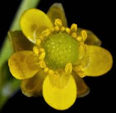 Image result for Ranunculus sceleratus