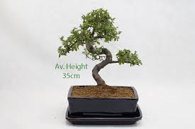 Ulmus parvifolia this is one of the best trees for starting out in bonsai. Chinese Elm Bonsai Tree Black Rectangular Pot And Tray Style 2 All Things Bonsai