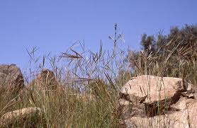 Image result for Andropogon canaliculatus