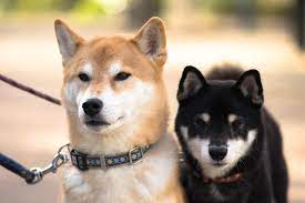 If you have a dog that loves to run, jump and swim then dockdogs is definitely the right sport for you. 13 Fascinating Japanese Dog Breeds All Dogs Of Japan