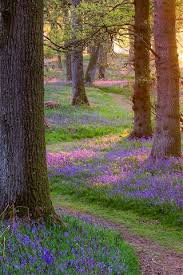 294344) and in scotland (no. Scotland Beautiful Nature Forest Trees Grass Flowers Morning Sun Rays 750x1334 Iphone 8 7 6 6s Wallpaper Background Picture Image