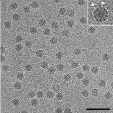 Antibodies microscope list of rhinoviruses influenza virus electron microscope human viruses common cold what is rhinovirus polio virus under microscope virus electron microscopy. Cryo Electron Microscopy Of Pvr Pv1 M Complexes Image Of Unstained Download Scientific Diagram