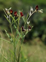 Image result for Argyrolobium rupestre