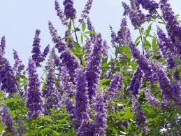 Image result for Vitex patula