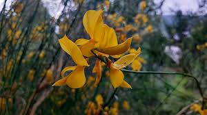 Image result for Spartium