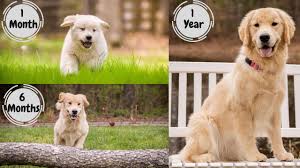 If you're running long distances, your dog will have no trouble keeping up with you when you run 12 mph or faster. Golden Retriever Puppy Growing Up 1 12 Months Too Cute Youtube