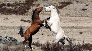 162,922 likes · 4,075 talking about this · 66 were here. Nsw Scraps Plan For Massive Cull Of Kosciuszko Brumbies