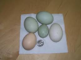 Check spelling or type a new query. Post Your Pictures Of Your Duck Eggs Duck Eggs Blue Swedish Duck Swedish Duck