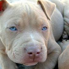 Check spelling or type a new query. Pitbull White With Blue Eyes Off 72 Www Usushimd Com