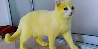 Η υιοθεσία είναι πράξη ευθύνης: Viral Gata Egine Kitrinh Meta Apo 8erapeia Me Safran Gia Mykhtes Eikones Zwh Iefimerida Gr