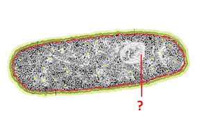 Parts of an animal cell and their functions quizlet. Cell Organelles And Their Functions Animal Cells Flashcards Quizlet