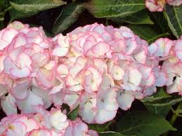 Check spelling or type a new query. Hortensie Hydrangea Macrophylla Chique Hortensientraume