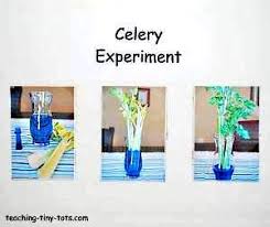 Check spelling or type a new query. Celery Experiment How Plants Absorb Water In This Science Activity