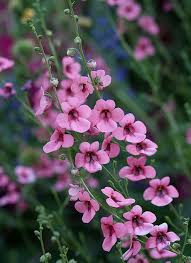 Image result for Diascia