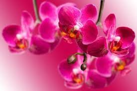 Orchid Flower Meaning Flower Meanings Purple Orchids Orchid Flower