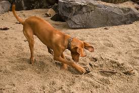 How To Train Your Dog To Stop Digging Pethelpful By Fellow Animal Lovers And Experts
