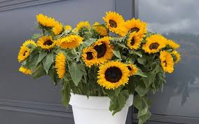 How to help your garden grow by growing new plants from seed. Top 10 Flowers Easy To Grow From Seeds Blog Nurserylive Com Gardening In India
