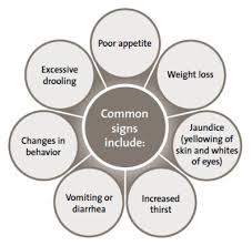 Liver Disease In Dogs Dog Diseases Hill S Pet