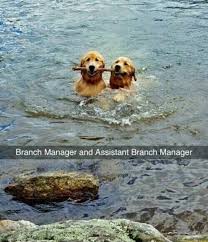 47 Wholesome Memes That Will Give You Those Feels Ftw Gallery Funny Animals Funny Animal Pictures Cute Dogs