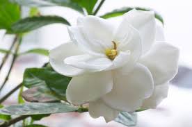 However, supply the plant adequate water on a regular basis. Gardenia Indoor Care Lovetoknow