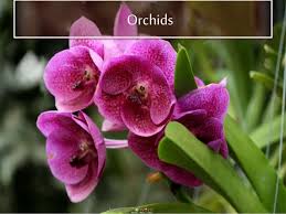 Most of the flowers are beautiful so it is very difficult to classify the flowers. 10 Most Beautiful Flowers In The World World Flowers List Beauti