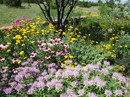Maybe you would like to learn more about one of these? Wild Flowers Santa Fe Nm Landscapers Native Earth Landscaping