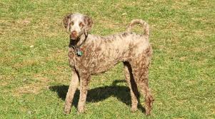 Despite the name, it has no verified historic or scientific connection to the island of malta.: Poodle Mixes 61 Different Types Of Doodle Cross Breeds