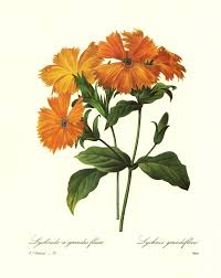 Crosspollinate campion flowers and lilies to get snowdrops. Lovely Vintage Campion Print Redoute Botanical Print Orange Flower French Country Decor Office Flores Para Dibujar Ilustracion De Flor Plantillas Para Dibujar